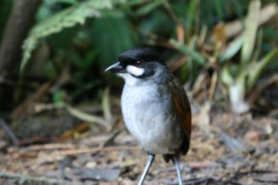 Jocotoco Antpitta