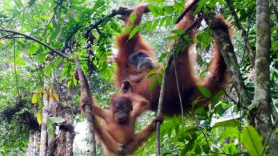 Bukit Lawang Orangutan Sanctuary