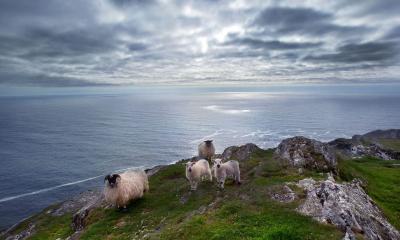 Sheep’s Head Way