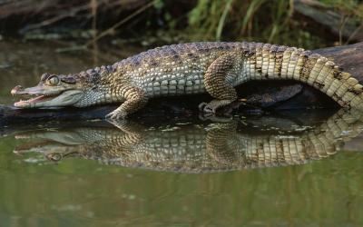 Refugio Nacional de Vida Silvestre Caño Negro