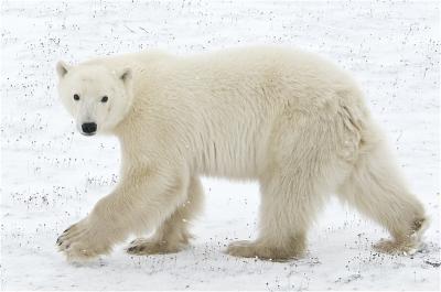 Polar Bear Watching